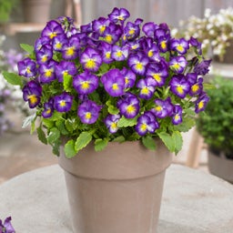 Viola Halo Violet, Viola cornuta Halo blooming in container