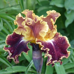Volcanic Glow Bearded Iris