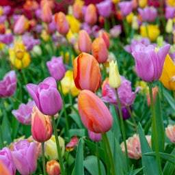 Sweet Treats Tulip Bulb Collection