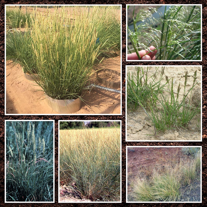 Western Native Grass Seed Mix