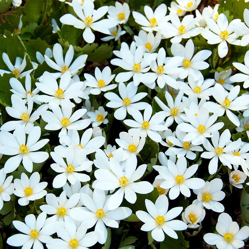 White Bloodroot, Sanguinaria canadensis, Bloodroot