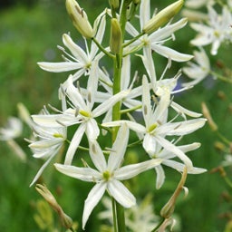 White Camassia Lily, Camassia leichtlinii Alba
