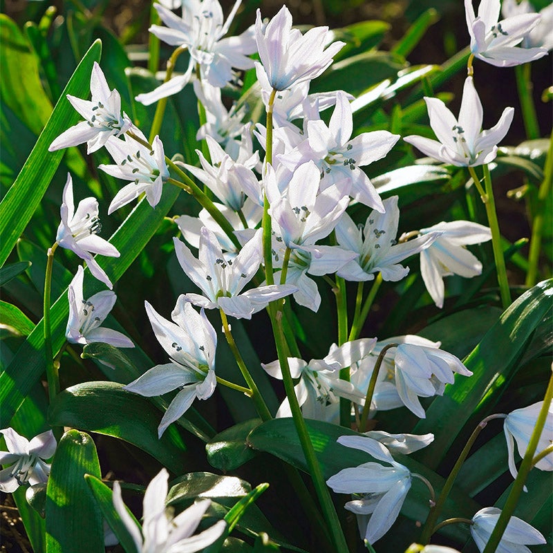 White Squill
