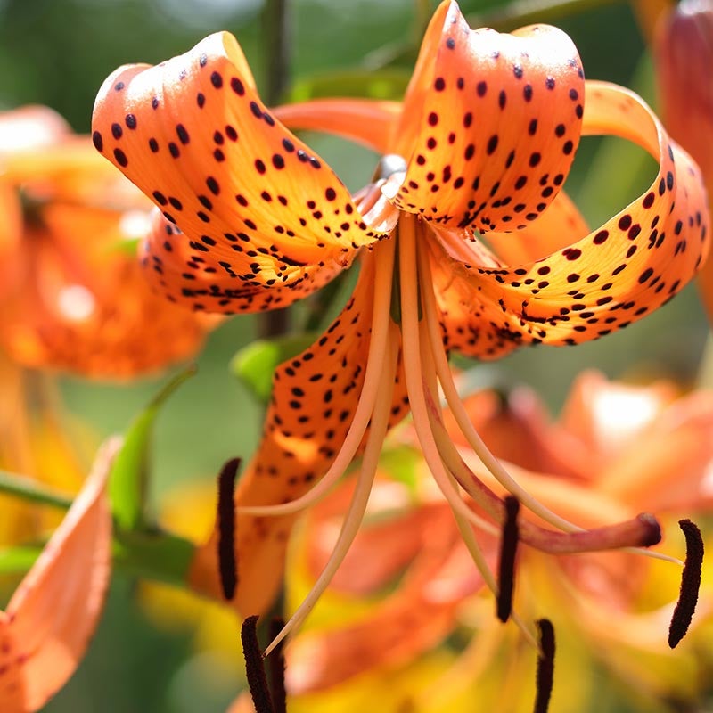 Wild Orange Tiger Lily
