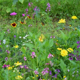 Southwest Wildflower Seed Mix - Coreopsis, Snap Dragons & Catch-Fly Wildflowers