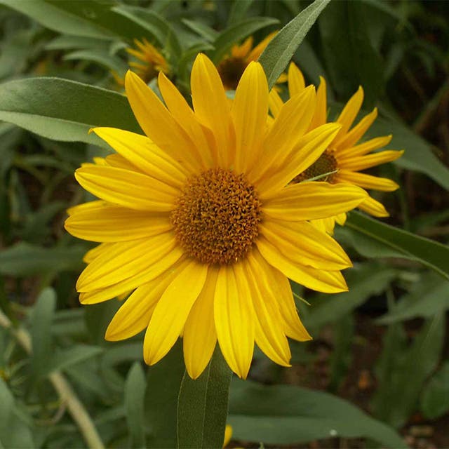Maximilian Sunflower Seeds
