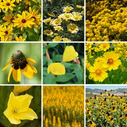 Yellow Wildflower Seed Mix