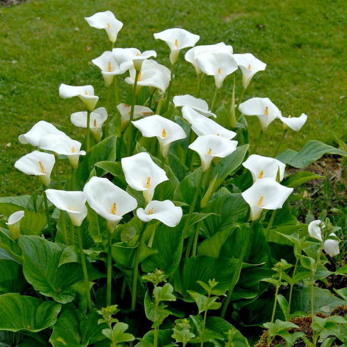 White Florist Calla Lily, Zantedeschia aethiopica, Florist Calla Lily