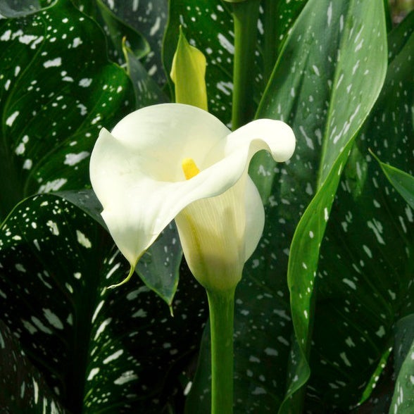 Albomaculata Calla Lily, Zantedeschia albomaculata close up of white flower