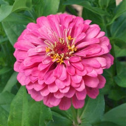All Things Grow With Love - Pink Wildflower Seed Mix
