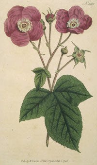 Purple Flowering Raspberry