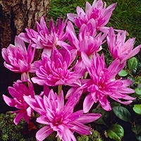 Colchicum Water Lily