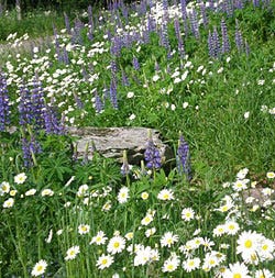 Northeastern Wildflower Meadow