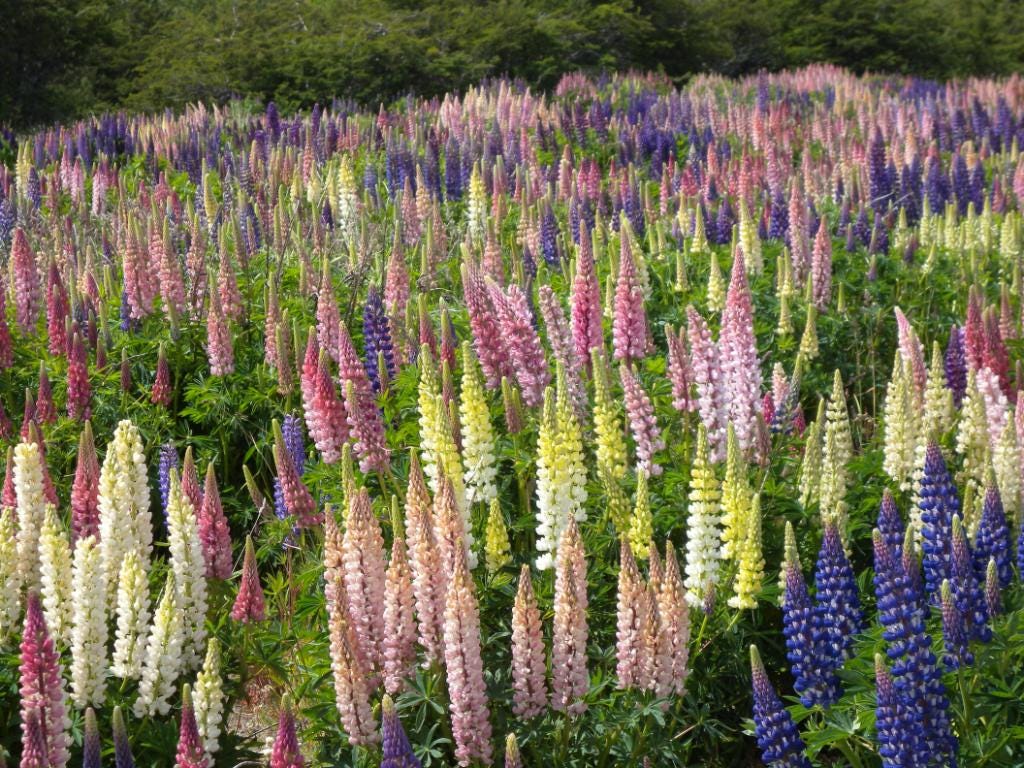 Russel Lupine Seed Mixture