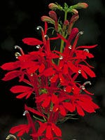 Cardinal Flower