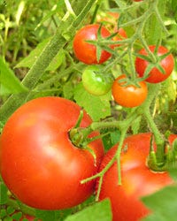 Shop for Tomato Seeds