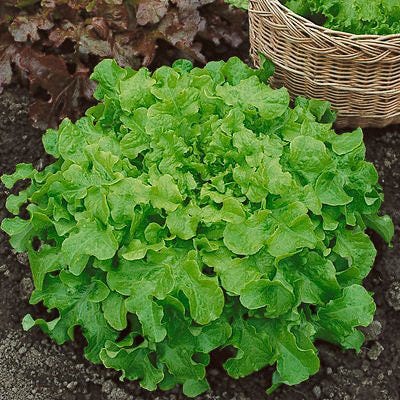 Salad Bowl Lettuce