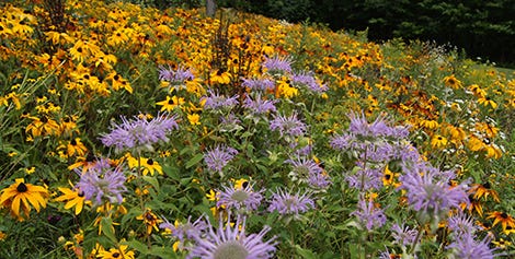 Monarda and Black Eyed Susan