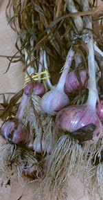 Drying Garlic