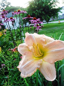 Daylily