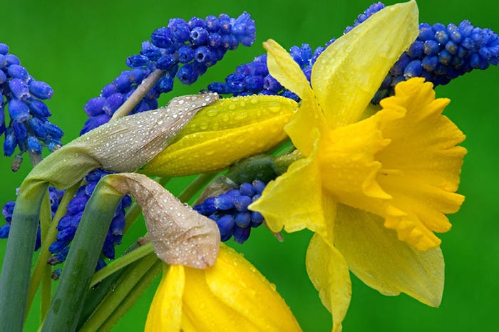 grape-hyacinths-and-daffodils