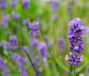 Lavender helps naturally repel Mosquitoes from your garden. 