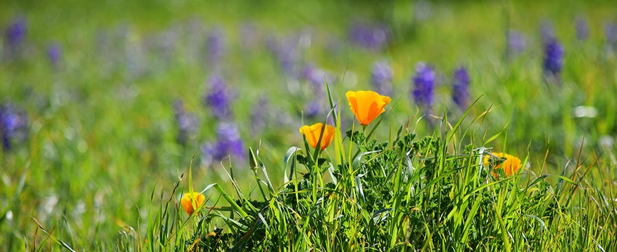 California Poppies and Arroyo Lupine blooming in California in March.
