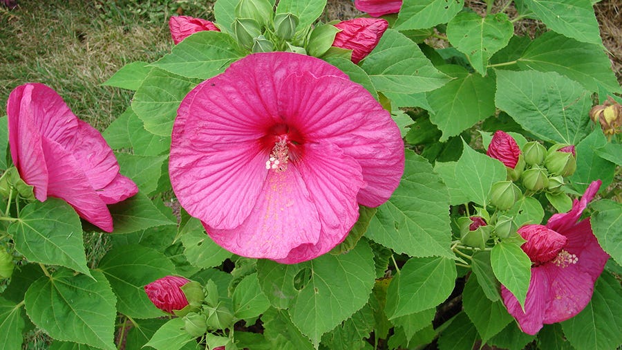 Customer photo Hibiscus, which doesn't look like much when first planted but eventually produces huge blooms.