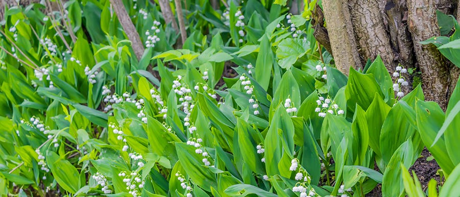 Solomon Seal's soft white blooms are followed by indigo blue berries in the fall.