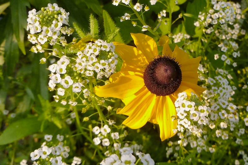 rudbeckia and sweet alyssum