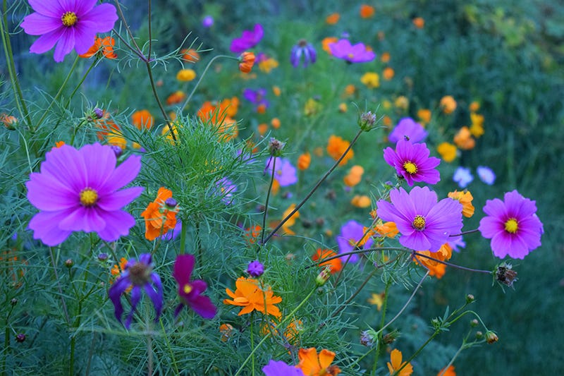 low maintenance landscaping with wildflowers, Cosmos