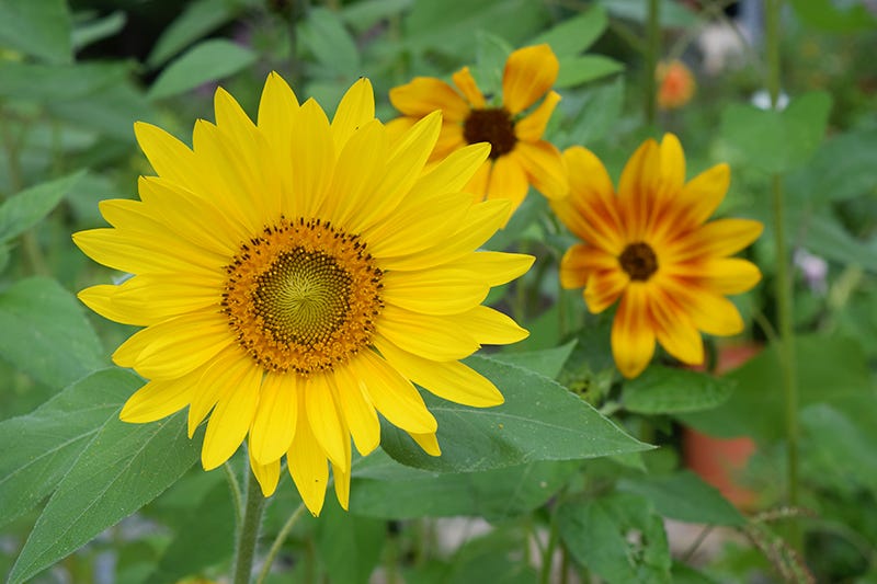 Growing Wedding Flowers, Dahlias