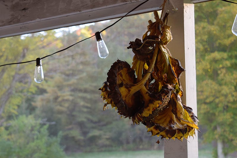 Harvest Sunflower Seeds: hanging to dry