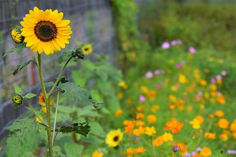 garden reflections: sunflowers