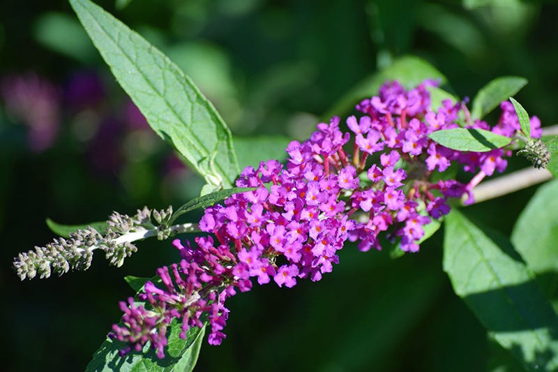 garden reflections: butterfly bush