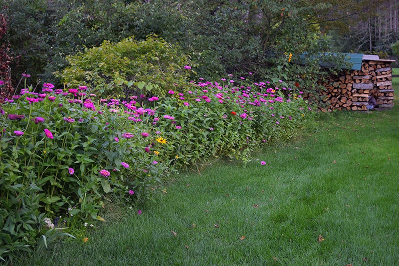 pink wildflowers