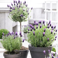 lavender anouk in container