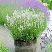lavender ellegance in container