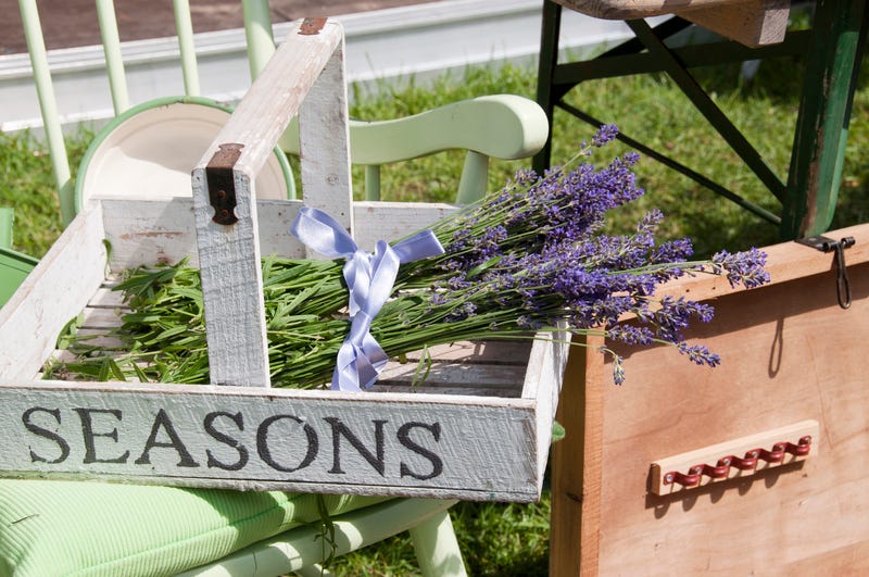 Dried Lavender Bunch - Grosso (French) - Long Stem Single Bunch by Dried Decor