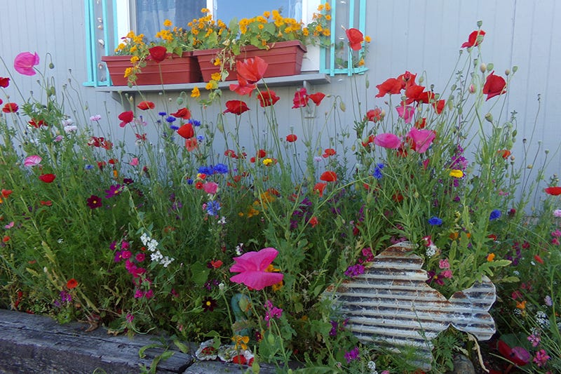 wildflower review: pacific northwest mix