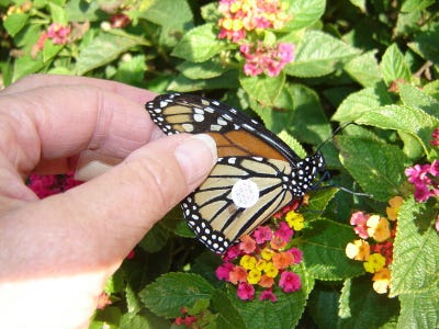 butterfly resting on Lantana plant 