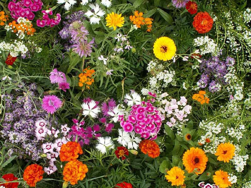 Fragrant Wildflower Seed Mix