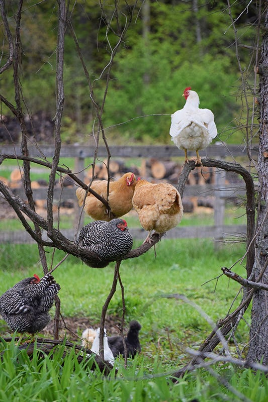 hellstrip gardening - chickens