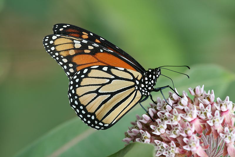 How To Plant Milkweed: monarch butterfly