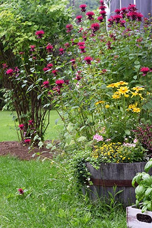 july gardening - containers