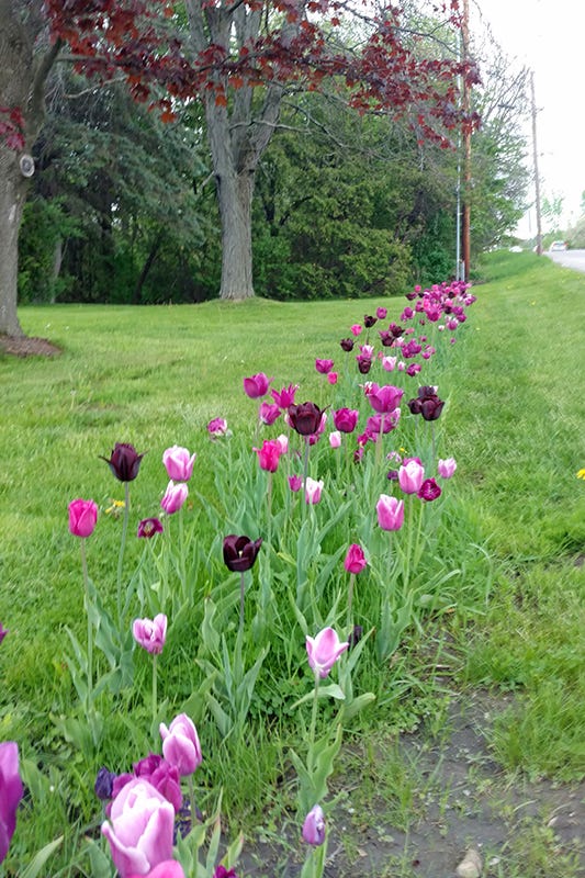 easy spring garden - tulips