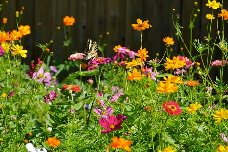 Succession Planting - annual wildflowers