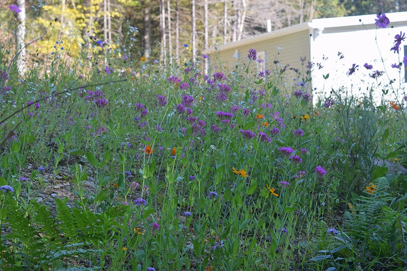 Sustainable Gardening - Wildflowers Next To The House