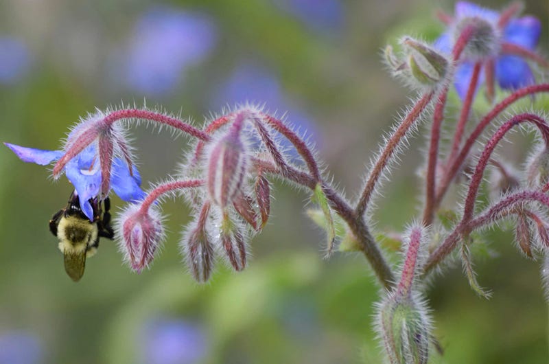 2018 Garden Trends: Bee on Borage