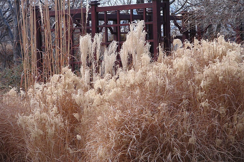 ornamental grasses in winter - miscanthus grass